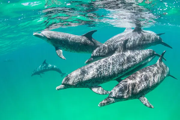 Matrouh’s Enchanting Dolphins: A Spectacular Sight to Behold