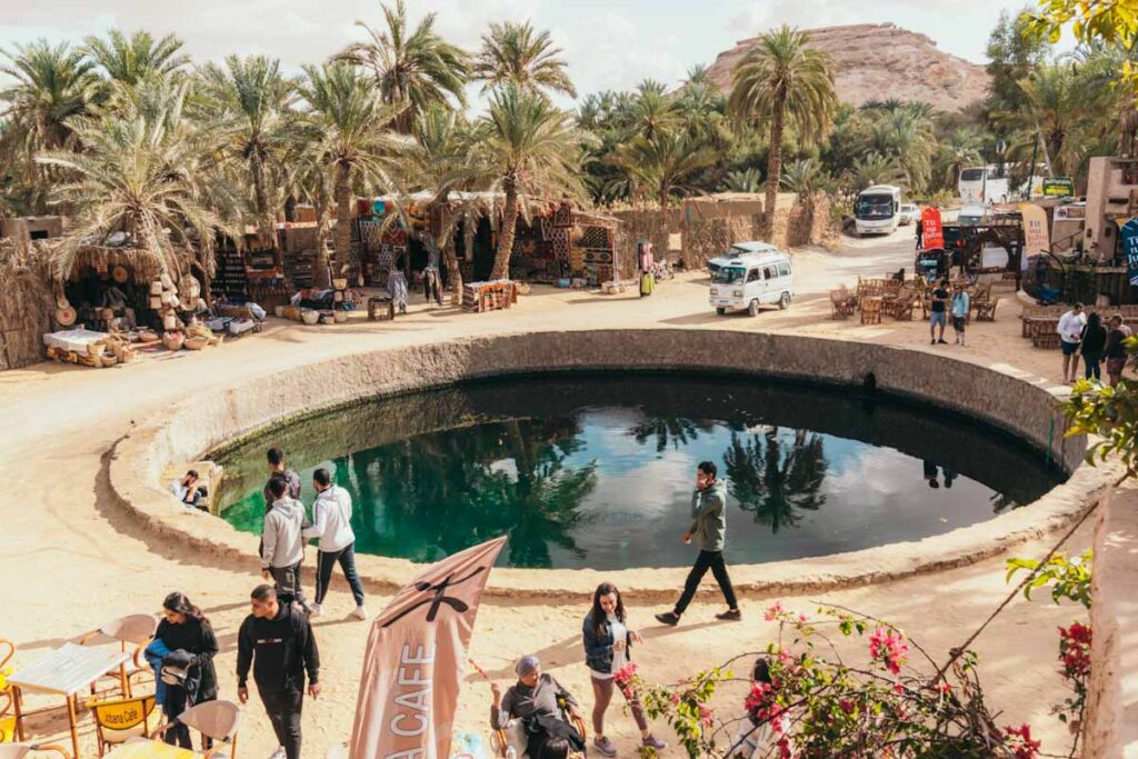 Siwa Springs: Nature's Relaxing Retreat - Flora and Fauna in Siwa Springs