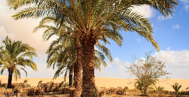 Green Gems of the Desert: The Allure of Siwa's Palm Tree Haven - Local Cuisine