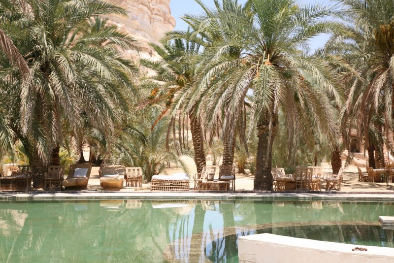 Les Trésors Cachés de Siwa : Explorez les Oliviers de l'Oasis du Désert - Histoire de la Culture de l'Olivier en Égypte