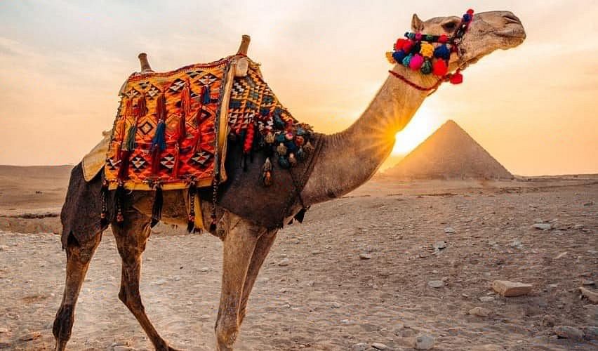 Camel Riding à Matrouh : Une expérience inoubliable à travers le désert - XIII. Activités désertiques à ne pas manquer